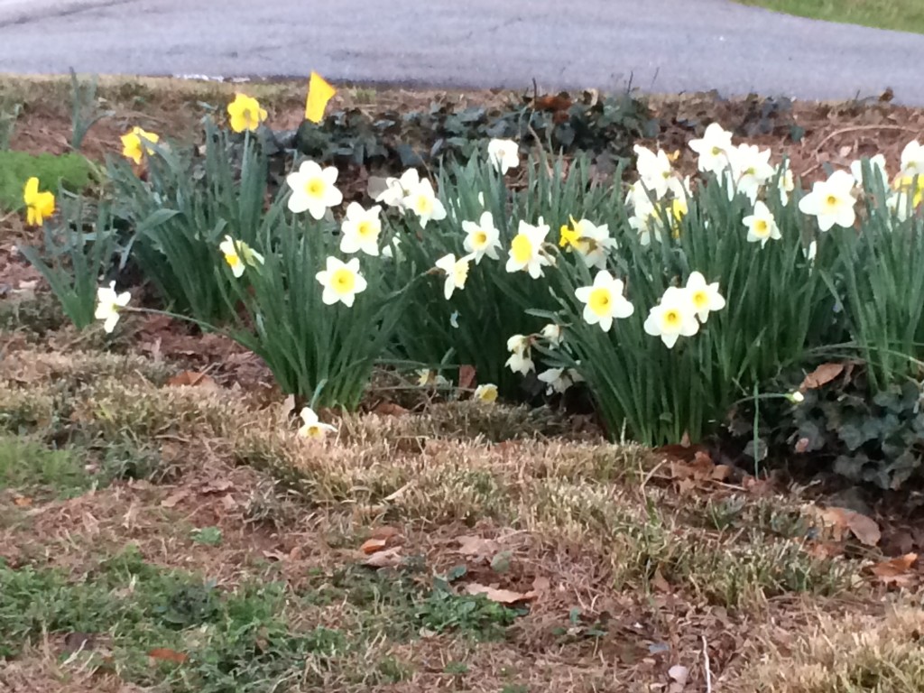 daffodils. just some of very, very many.