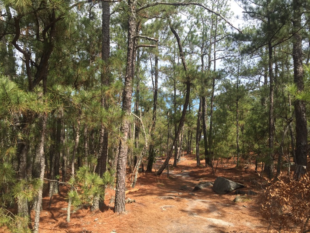 Cherokee walking trail, apparently the trail less travelled around Stone Mountain