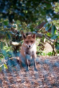 Fantastic Mr Fox! Picture courtesy of Nath and his DSLR camera. Me and my iPhone weren't up to the challenge.