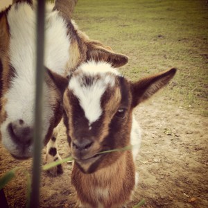 cutest, smallest goat in town