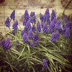 pretty flowers everywhere