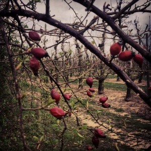 Rosehips? 