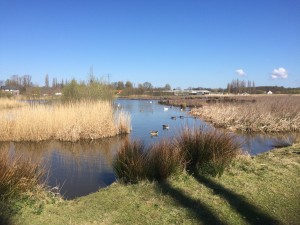 nature reserve for birds. primary occupant: geese.