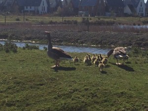 said geese. with goslings (just a few of the hundreds there)