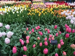 Lots of tulips