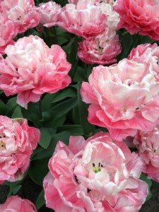 My personal favourite.