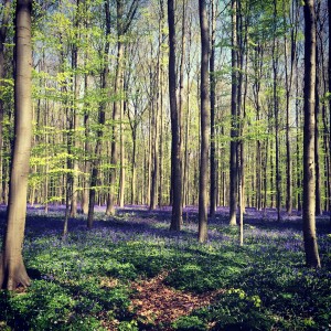 The Blue Forest, Halle's Wood