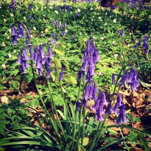 Said Bluebell of the Bluebell Forest