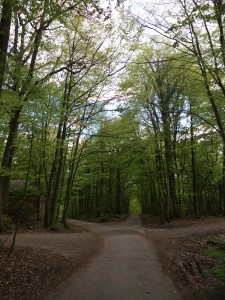 The forest near our apartment. It's green!