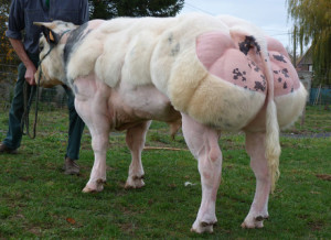 SHERIFF_de_Centfontaine