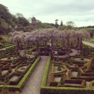 Bantry Gardens. Wisteria++