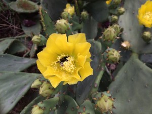 Mr Bumblebee in the cactus bloom