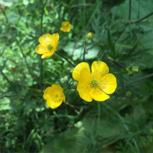 Buttercups!