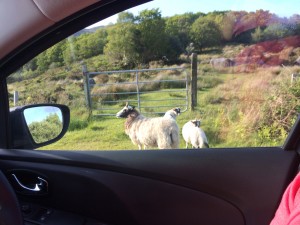 Hi Sheep! Please stay off the road...
