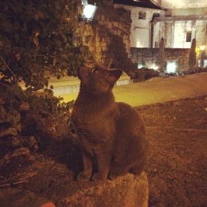 Kitty in front of the palace. Very intently looking at...something.