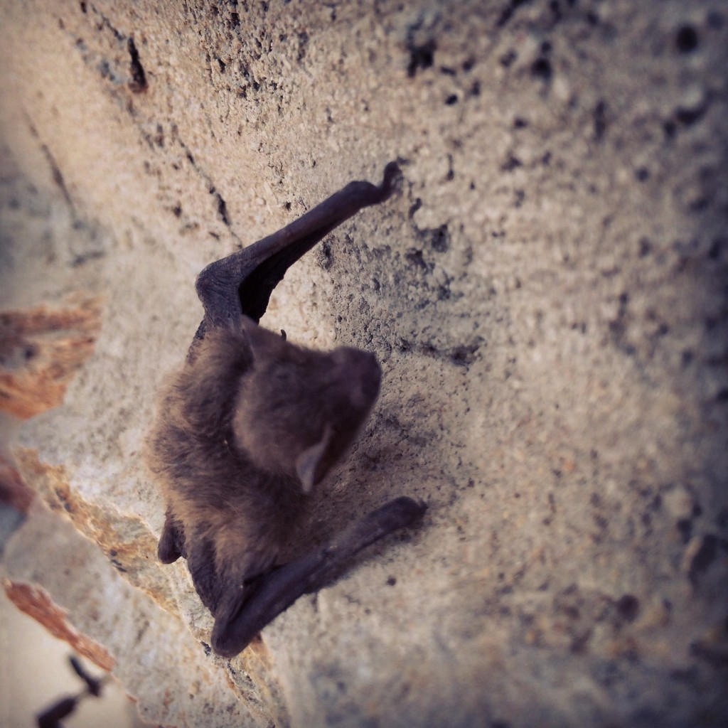 One of the neighbourhood bat family.