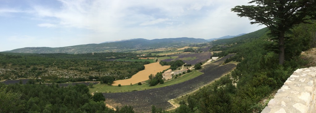 The lavender fields.