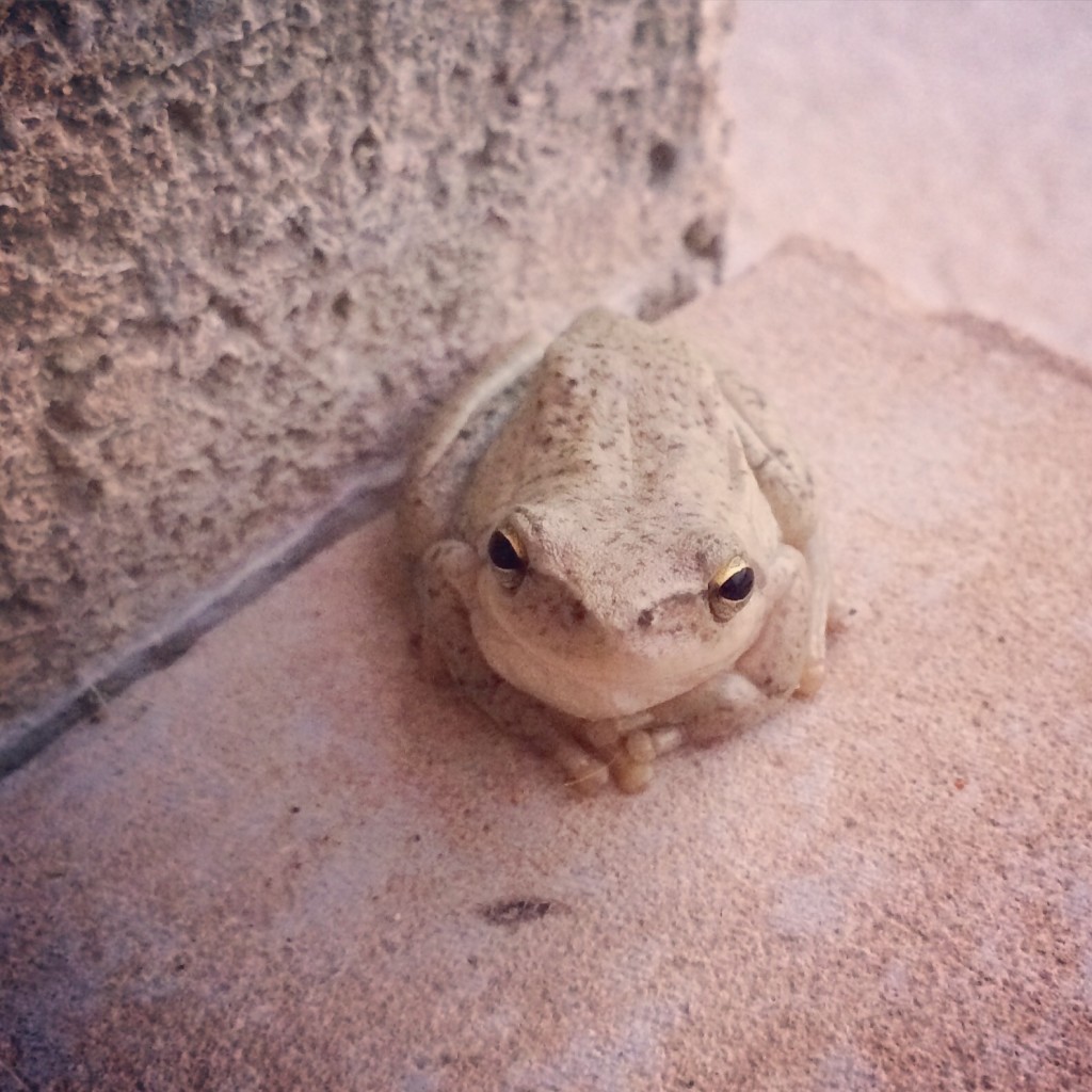 Our frog. Not sure why we didn't name him. Should have.
