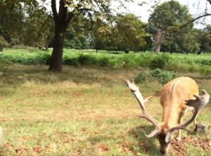 I could poke it from my window if I so chose.