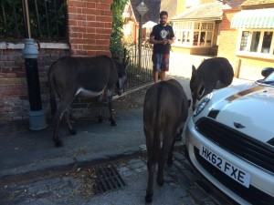 Followed these donkeys from out of town, into town, and back out again.