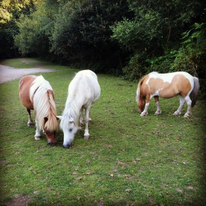 The ponies of New Forest.