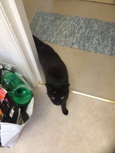 Hi Toby! Little furry home invader...