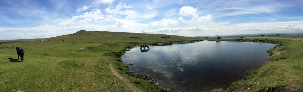 Dartmoor AONB. More horsies.