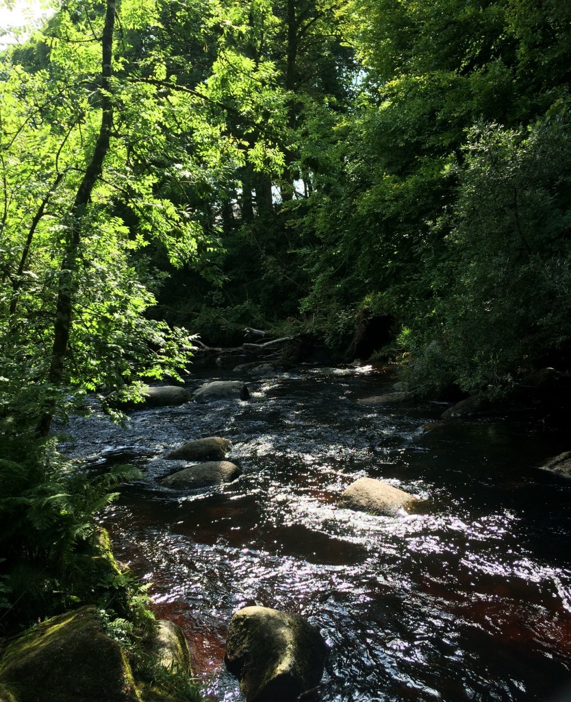 Badger's Holt, Dartmoor AONB