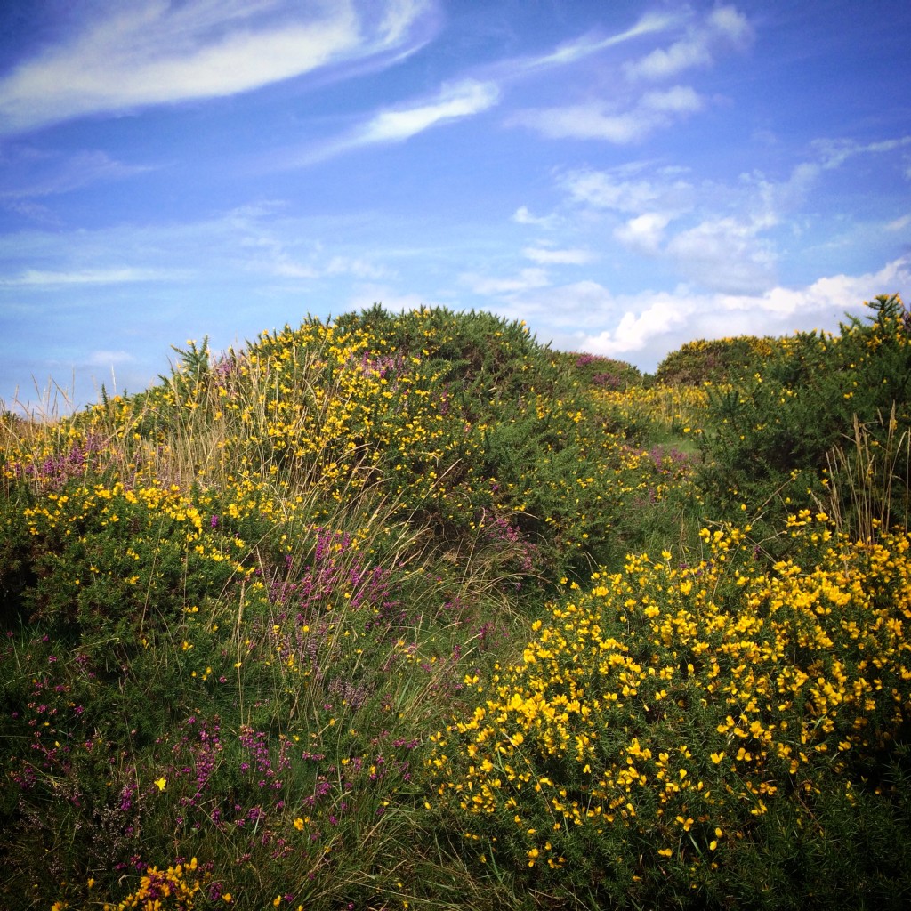 Gorse and Heather at Dartmoor AONB