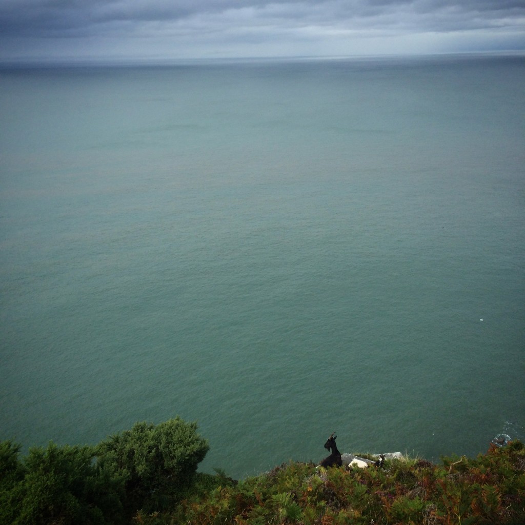 Goats, taking in the view of the endless sea.