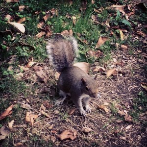 Hi there, Squirrel! I almost never manage to get a picture of you in focus!