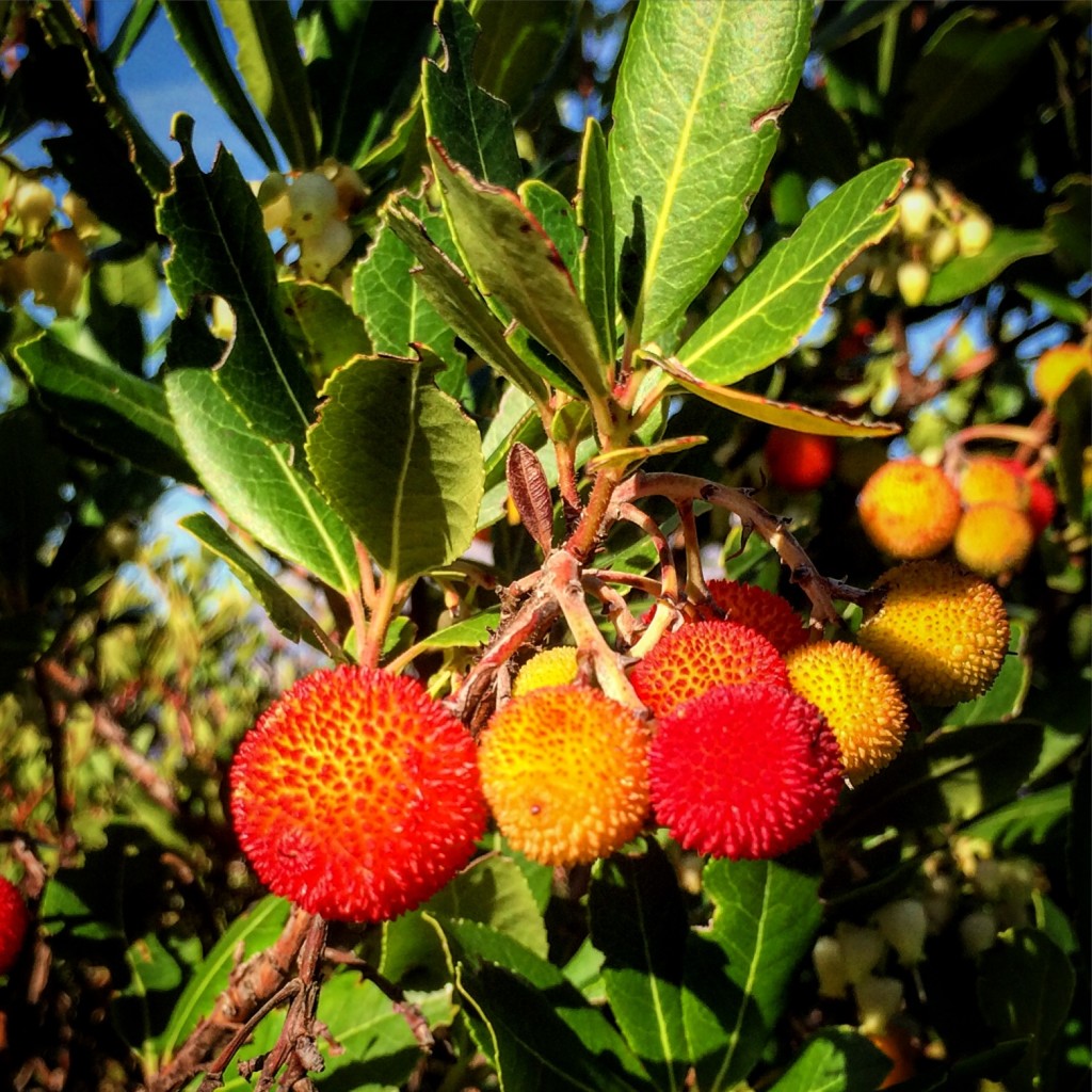 Bright, pretty Strawberry Trees are utterly everywhere along the coast.