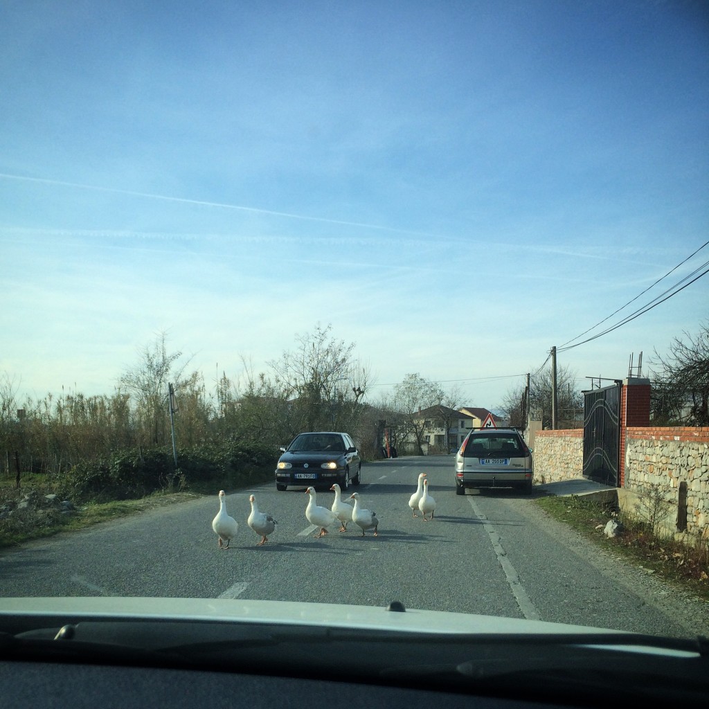 In Albania, not only sheep but also geese to contend with on the road.
