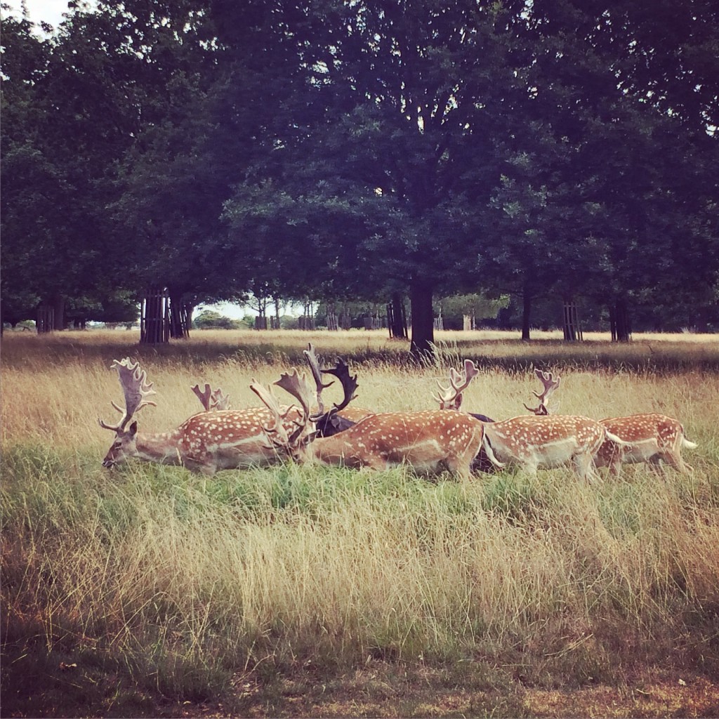 A very small portion of the deer seen at Richmond.