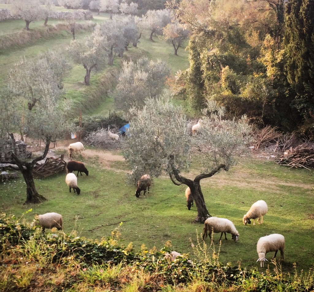 It's not just car horns the hills are alive with. Meet the Jingle Sheep!