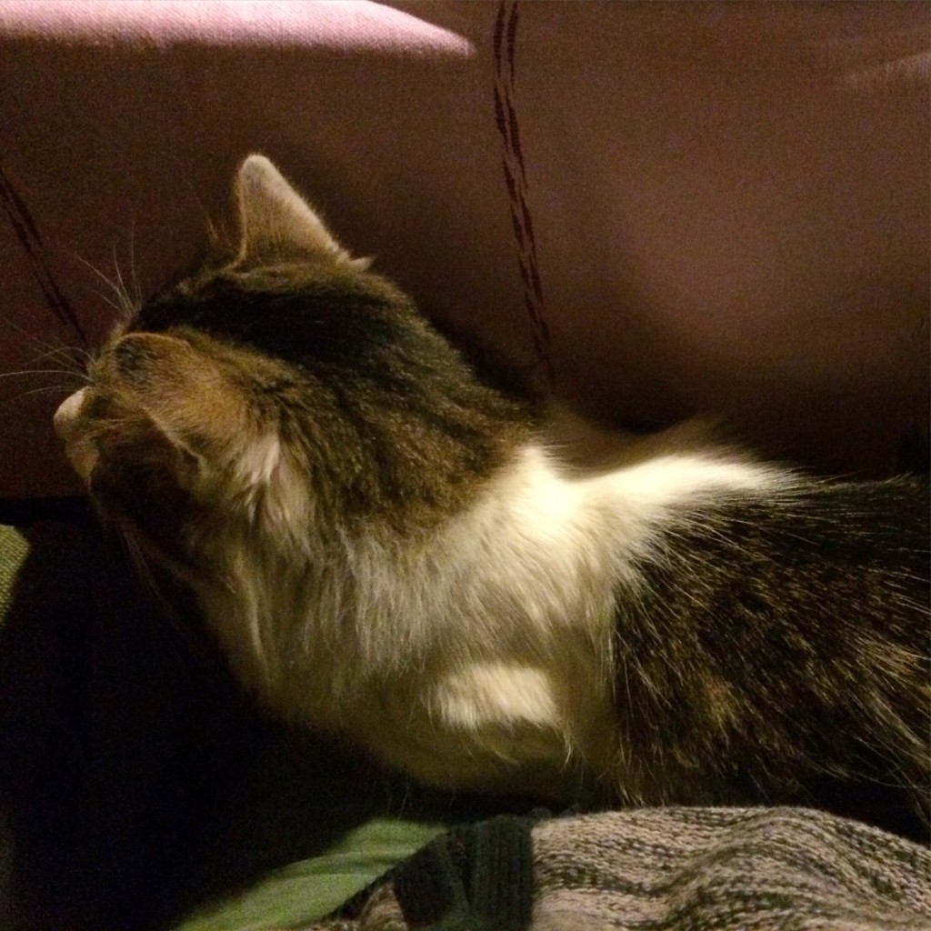 Cat on my lap. In a restaurant. It didn't want to get off, and had to be forcibly removed.