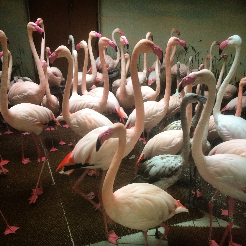 If they weren't flapping around and squawking I would have said they were fake. I've seen lawn ornaments that looked more lifelike.