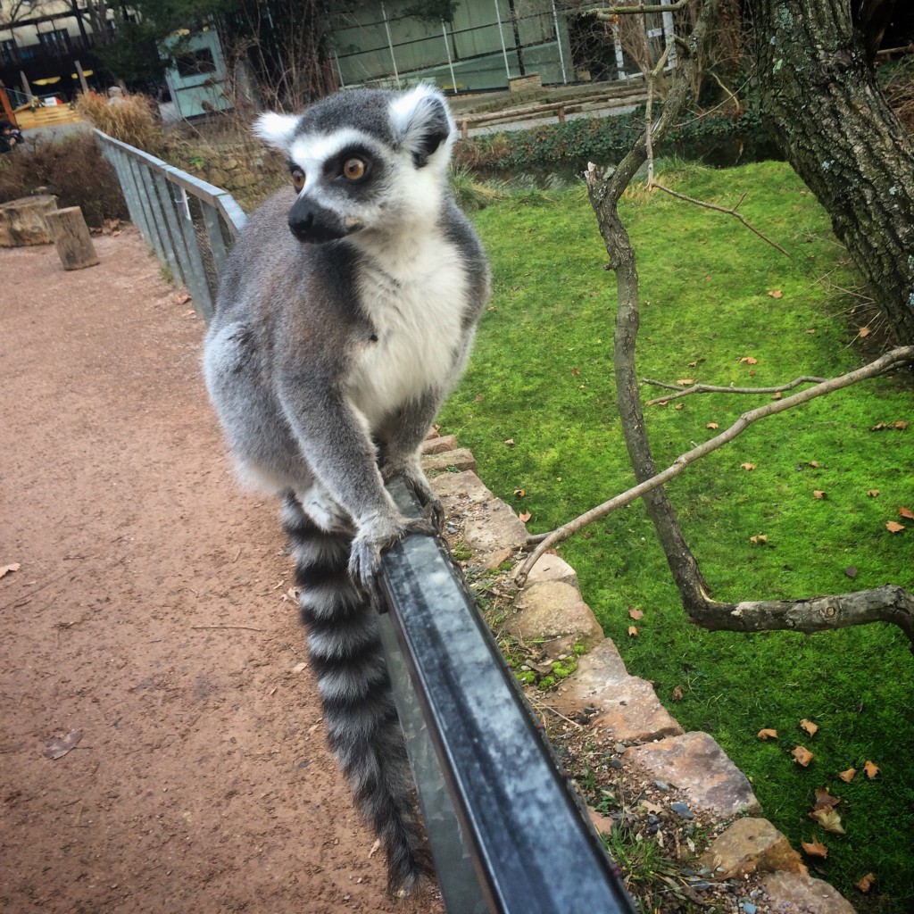 Hanging out inside the lemur exhibit. Where the fence is to keep the people out, not the lemurs in.